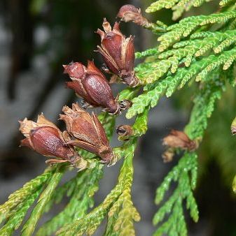 Cedarwood Essential Oil Chinese 5